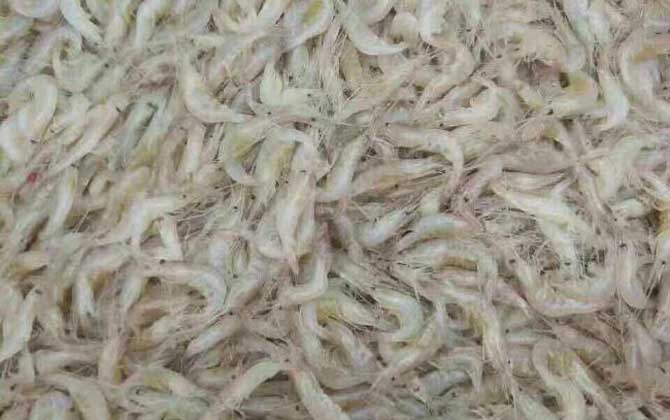 白虾