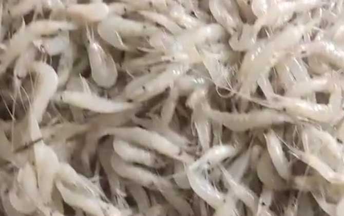 白虾