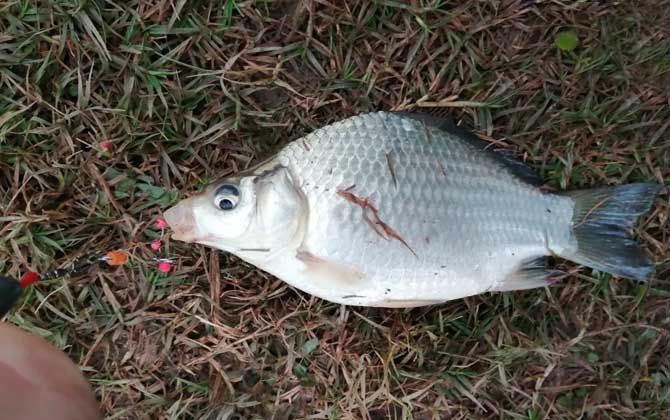 夏季涨水后钓鱼